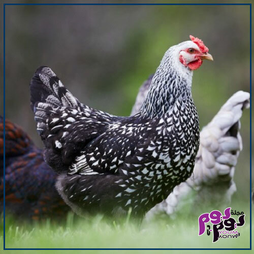 تفسير حلم الدجاج