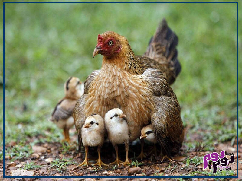 تفسير حلم الدجاج