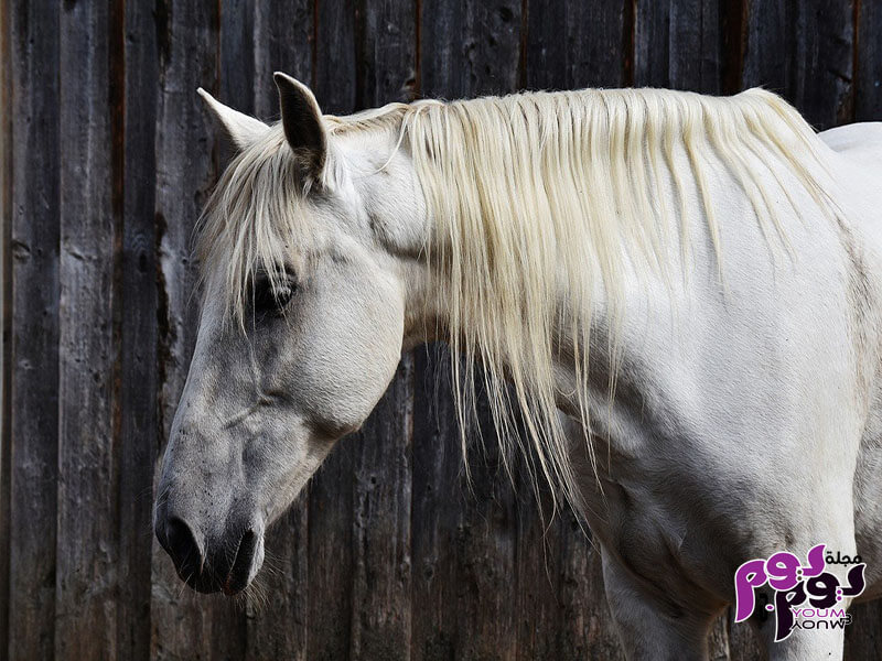 رؤية الحصان في المنام