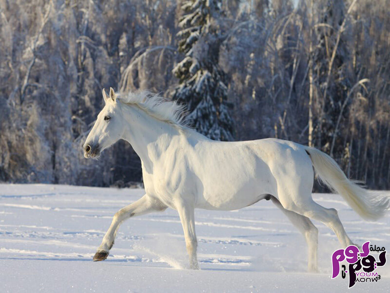 الوان الحصان في المنام
