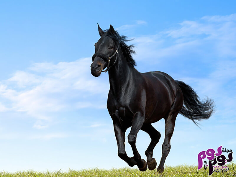 الوان الحصان في المنام