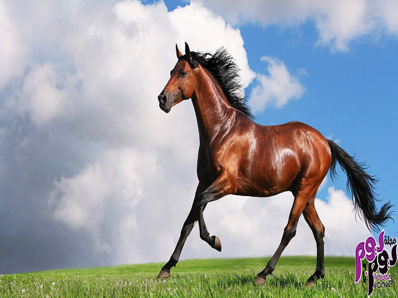 الوان الحصان في المنام