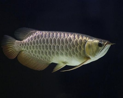 تفسير حلم السمك المشوي