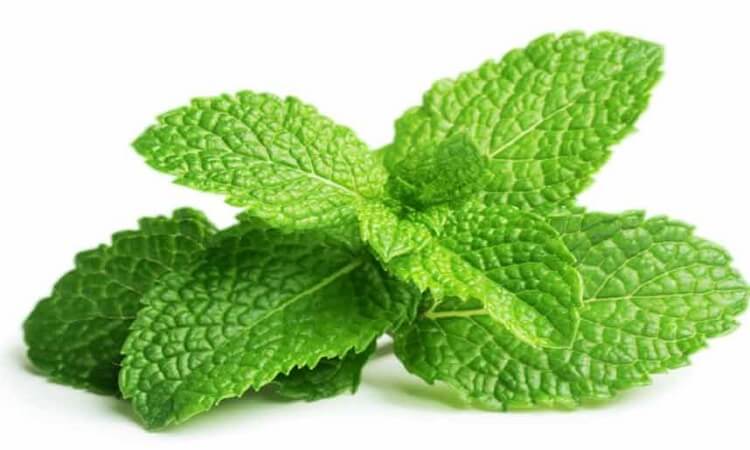 اضرار النعناع الاخضر