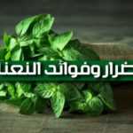 اضرار وفوائد النعناع