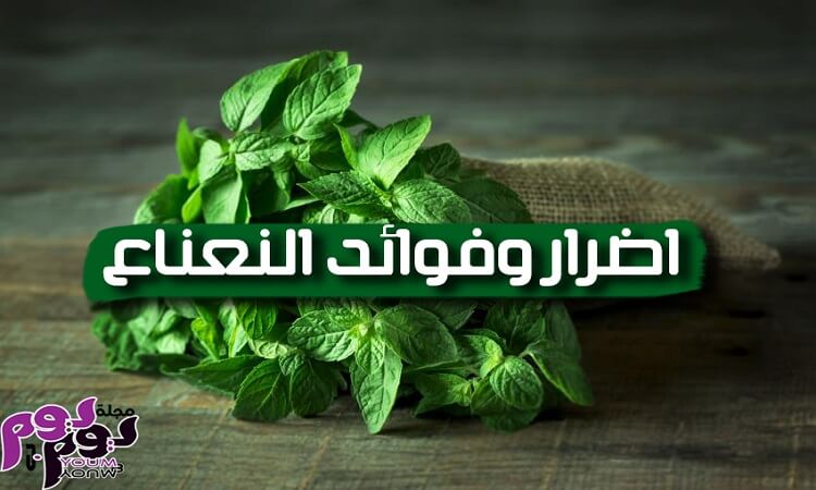 اضرار وفوائد النعناع