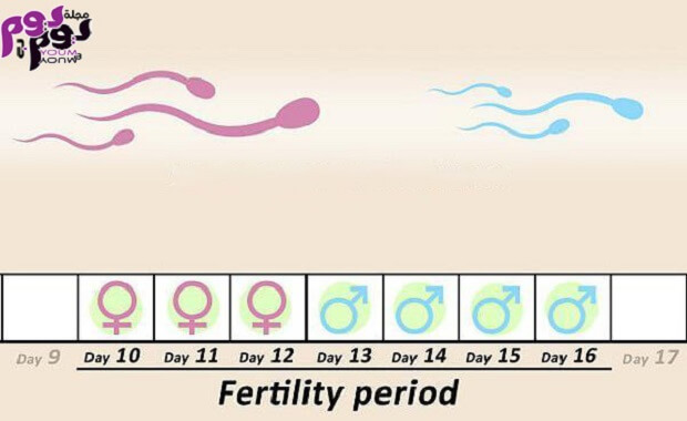 مراحل تخصيب البويضه والحمل