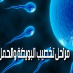 مراحل تخصيب البويضه والحمل