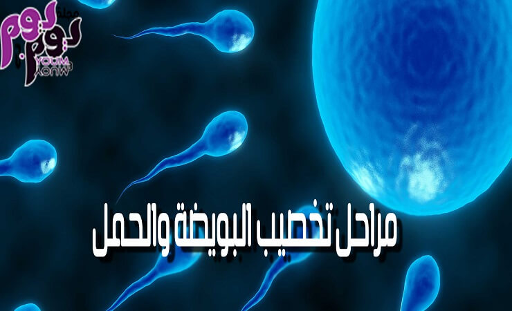 مراحل تخصيب البويضه والحمل