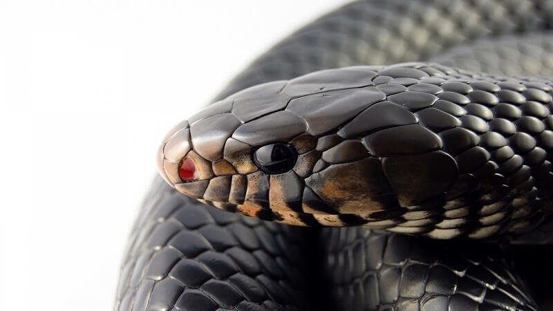 تفسير قتل الثعبان في المنام