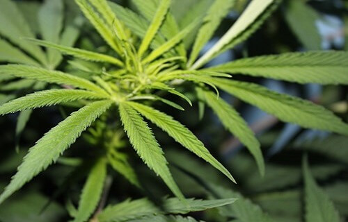 تفسير رؤية المخدرات والحشيش في المنام لابن سيرين