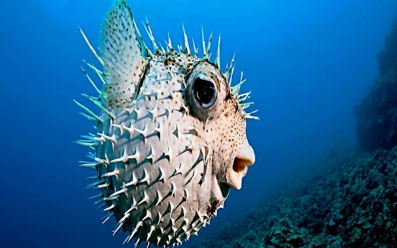 السمكة المنتفخة