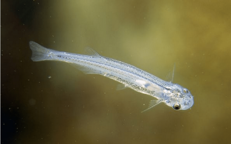 أخطر 15 سمكة قاتلة في العالم