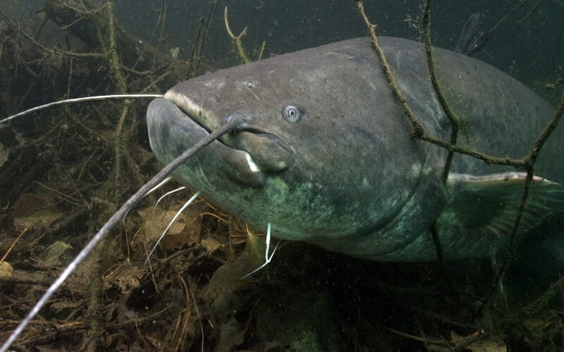 سمكة السلور