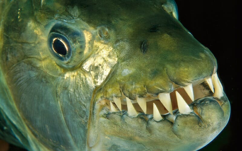 سمكة النمر الأفريقي