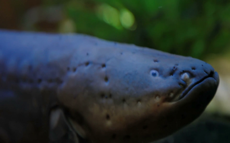 سمكة ثعبان البحر الكهربائي