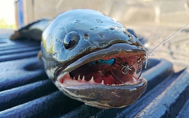 سمكة رأس الثعبان