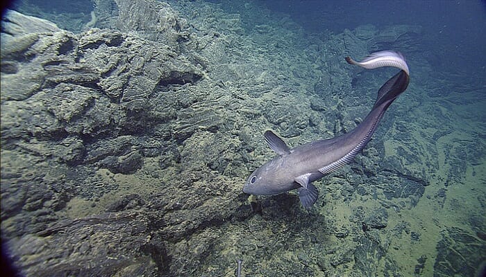 سمكة رامي القنابل