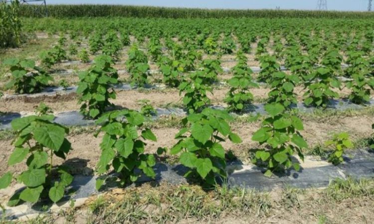 مشروع زراعي مربح