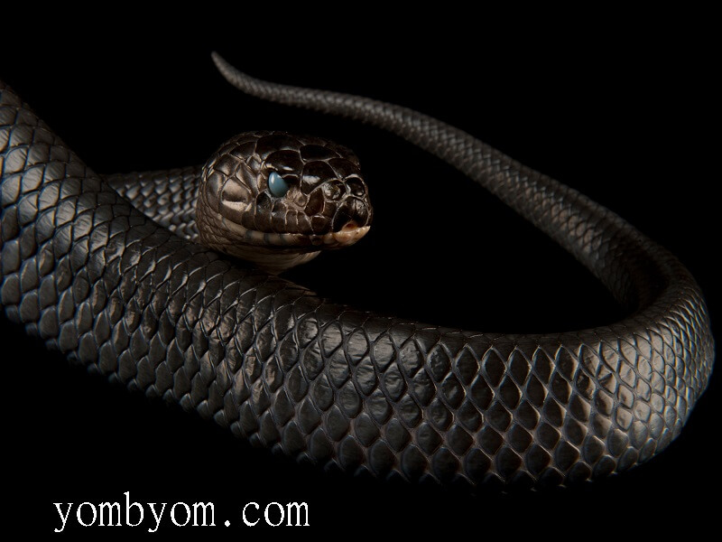 تفسير حلم الثعابين السوداء